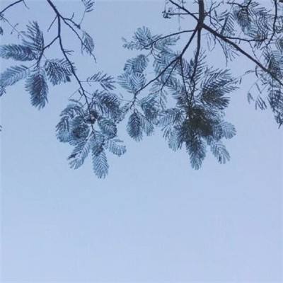 体操我最牛最新版下载